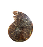 PŌHAKU