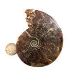 PŌHAKU